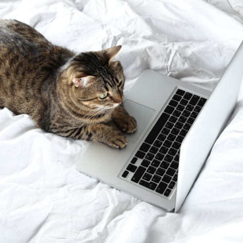 The image depicts a tabby cat lying next to an open laptop on a white, crumpled bedsheet.